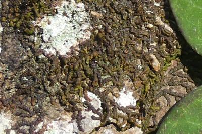 <i>Frullania dilatata</i>