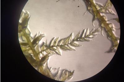 <i>Kindbergia praelonga</i>