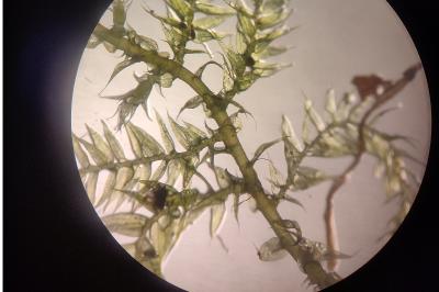 <i>Kindbergia praelonga</i>