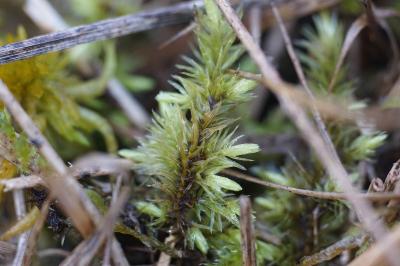 <i>Aulacomnium palustre</i>
