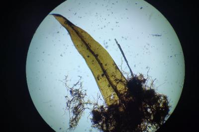 <i>Aulacomnium palustre</i>