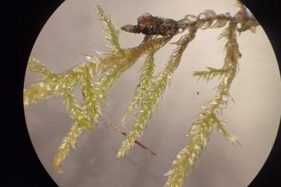 <i>Hypnum cupressiforme</i>