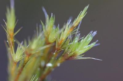<i>Campylopus introflexus</i>