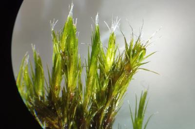 <i>Campylopus introflexus</i>
