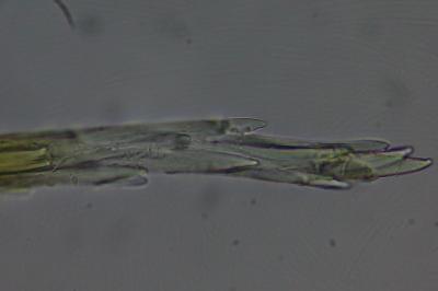 <i>Campylopus introflexus</i>