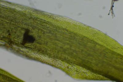 <i>Campylopus introflexus</i>