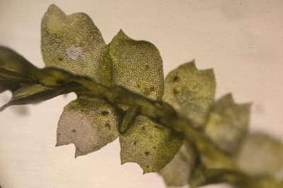 <i>Lophocolea heterophylla</i>