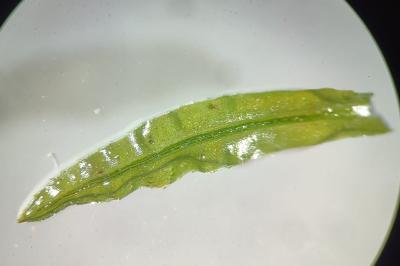 <i>Atrichum undulatum</i>