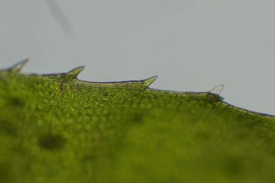 <i>Atrichum undulatum</i>