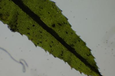 <i>Atrichum undulatum</i>
