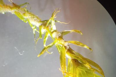 <i>Dicranum scoparium</i>