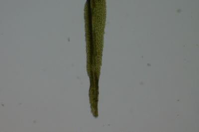 <i>Dicranum scoparium</i>
