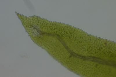 <i>Aulacomnium palustre</i>