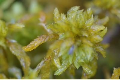 <i>Sphagnum</i>