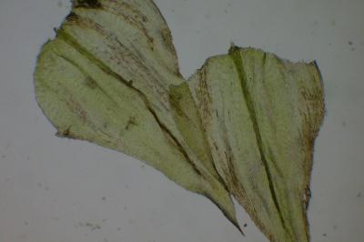<i>Eurhynchium striatum</i>