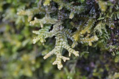 <i>Porella platyphylla</i>