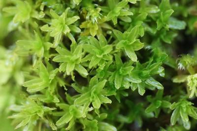 <i>Dialytrichia saxicola</i>