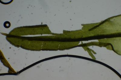 <i>Dialytrichia saxicola</i>