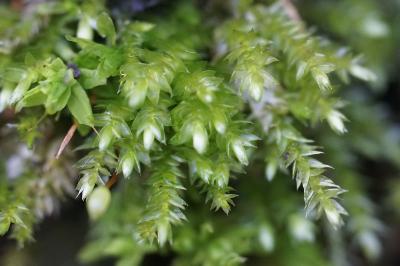<i>Rhynchostegium confertum</i>