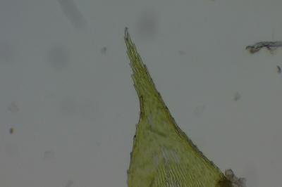 <i>Rhynchostegium confertum</i>