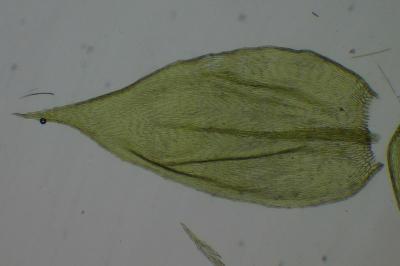 <i>Rhynchostegium confertum</i>