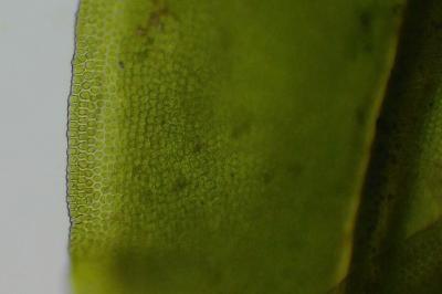 <i>Syntrichia laevipila</i>