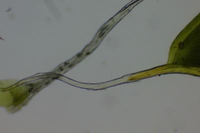 <i>Syntrichia laevipila</i>