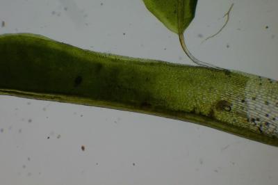 <i>Syntrichia laevipila</i>