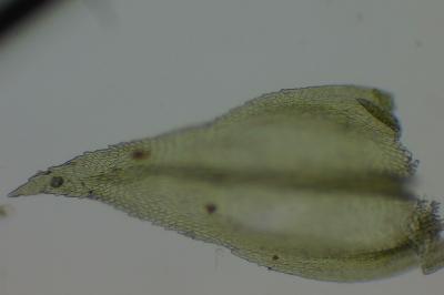 <i>Abietinella abietina</i>