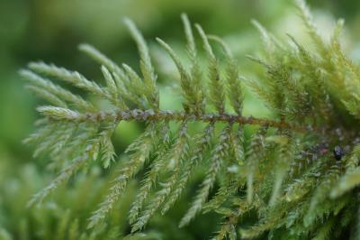 <i>Abietinella abietina</i>