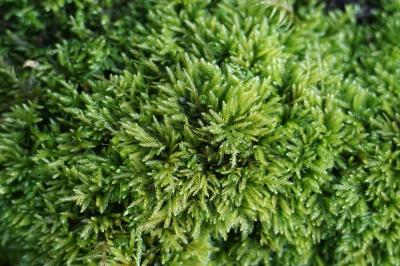 <i>Abietinella abietina</i>