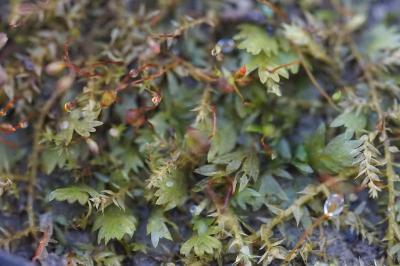 <i>Fissidens taxifolius</i>