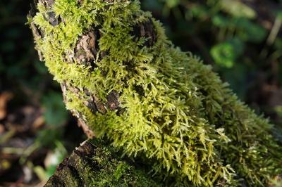 <i>Brachythecium rutabulum</i>