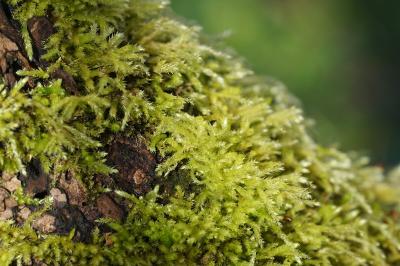 <i>Brachythecium rutabulum</i>