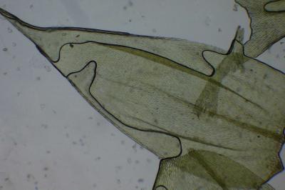 <i>Brachythecium rutabulum</i>
