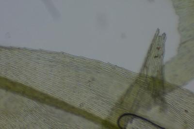 <i>Brachythecium rutabulum</i>