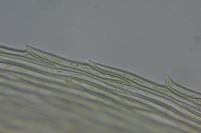 <i>Brachythecium rutabulum</i>