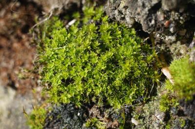 <i>Syntrichia ruralis</i>