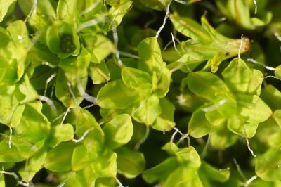 <i>Syntrichia ruralis</i>