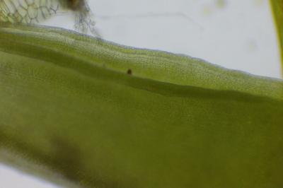 <i>Syntrichia ruralis</i>