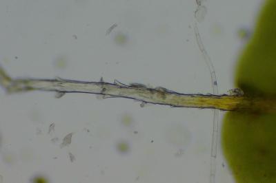 <i>Syntrichia ruralis</i>