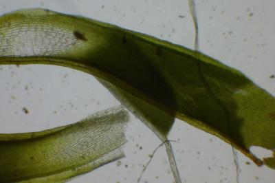 <i>Syntrichia ruralis</i>