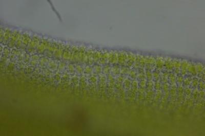 <i>Syntrichia ruralis</i>