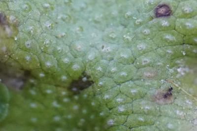 <i>Lunularia cruciata</i>