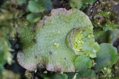 <i>Lunularia cruciata</i>