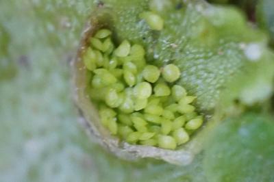 <i>Lunularia cruciata</i>