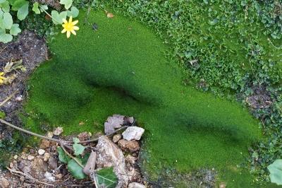 <i>Lunularia</i>