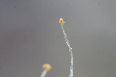 <i>Lunularia</i>