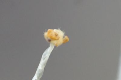 <i>Lunularia</i>