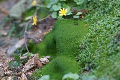 <i>Lunularia</i>